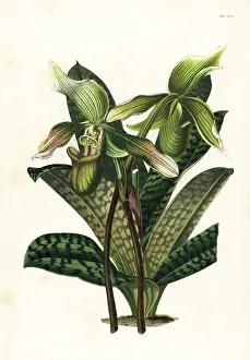 Cypripedium: Java paphiopedilum orchid, Paphiopedilum javanicum