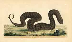 Javan: Javan file snake, elephant trunk snake, Acrochordus