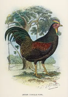 Varius: JAVAN JUNGLE FOWL