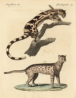Daniell: Javan leopard cat and banded linsang