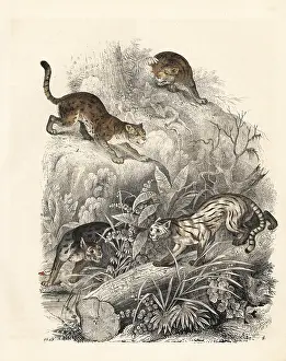Nepalensis: Javan leopard-cat, colocolo and Nepalese cat