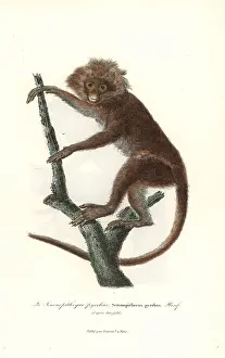 Pyrrhus: Javan lutung, Trachypithecus auratus