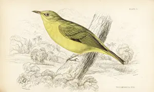 Lizars: Javan white eye, Zosterops flavus