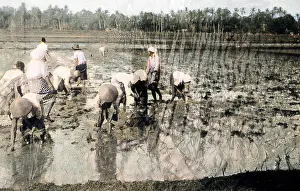Incolourisedpic: JAVANESE RICE FIELDS