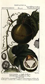 Scienze: Javillo or antidote caccoon fruit, Fevillea cordifolia