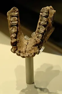 Tooth: Jaw of Australopithecus anamensis
