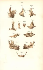 Corbie: Jaw bones