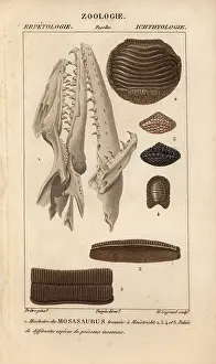Maastricht: Jaw of a mosasaur, Mosasaurus, found in Maastricht