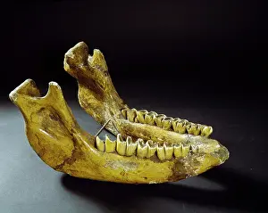 Rhinocerotidae: Jaw of Stephanorhinus hemitoechus, the narrow-nosed rhinocer