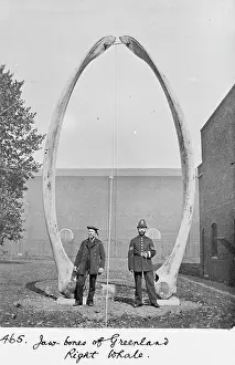 Haldane: The jawbones of Greenland right whale, c.1912