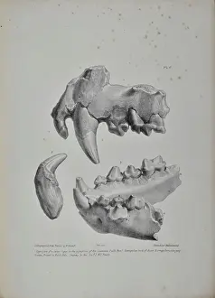 Prominence: Jaws and teeth of a tiger, bear and hyaena - Kent's Cavern
