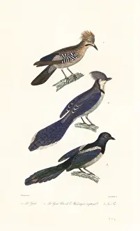 Steel Engraving: Jay, blue jay and magpie