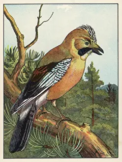 Garrulus: JAY (FOSTER)