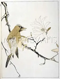 Garrulus: JAY (JAPANESE)