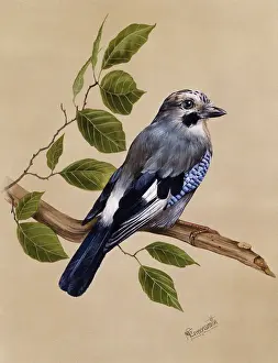 Malcolm Greensmith Collection: A Jay on a perch