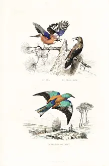 Nutcracker: Jay, spotted nutcracker and roller