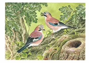 Feasting: Jays feasting on acorns