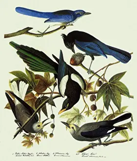 Scrub: Jays, Magpie, and Nutcracker