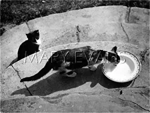 Lapping: JEALOUS CAT