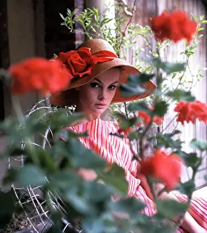 Shrimpton: Jean Shrimpton -