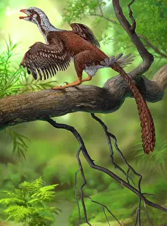 Crowing: Jeholornis prima perched on a tree branch during the Early ?