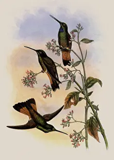 Swifts: Jelski's Star-Frontlet, Helianthea Dichroura