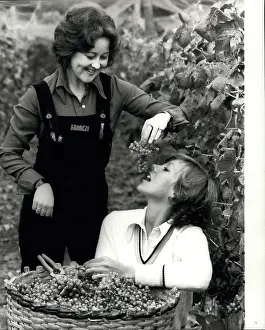 Vineyards: Jenny Agutter, Jane Carr, Grape harvest, Horsham, Sussex