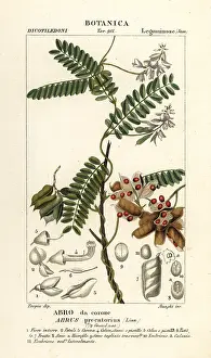 Primavera: Jequirity bean or rosary pea, Abrus precatorius