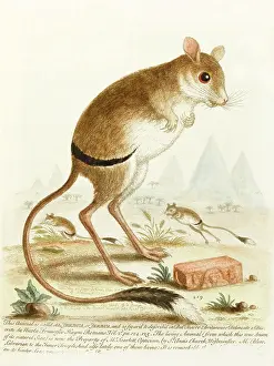Jerboa: Jerboa