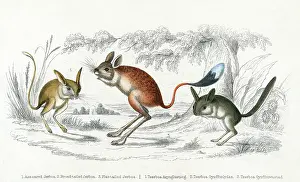 Jerboa: JERBOA