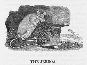 Singular: JERBOA (BEWICK)