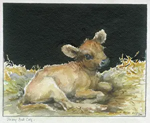 Orton: Jersey Bull Calf