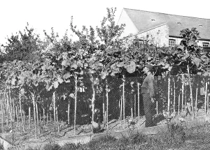 Cabbages: Jersey, Cabbages c1880