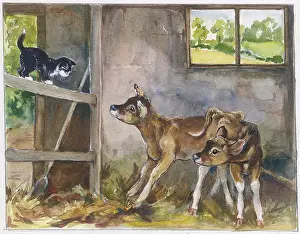 Calves: Two Jersey calves in stall with kitten