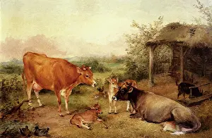 Barnyard: Jersey Cattle