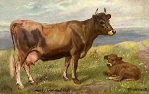 Drummond: Jersey Cow and Calf