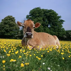 Buttercup: Jersey Cow sitting among buttercups