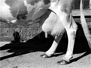 Udders: JERSEY COW UDDERS