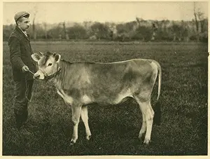 Dairy: Jersey cow yearling