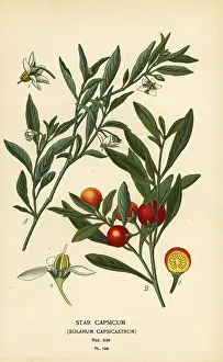 Datura: Jerusalem cherry, Solanum pseudocapsicum var. diflorum