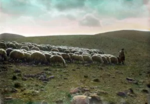 Transparency: Jerusalem, Shepherd going before his flock, ?