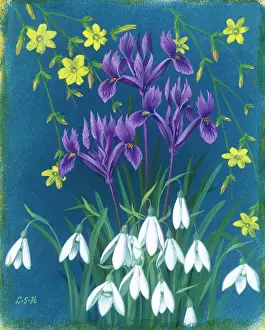 Haywood: Jessamine, Iris Reticulata and Snowdrops