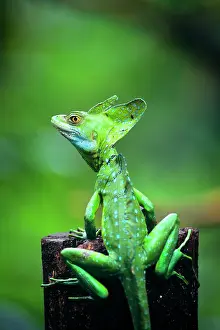 Basilisk: Jesus Christ Lizard Basiliscus Plumiform Central America