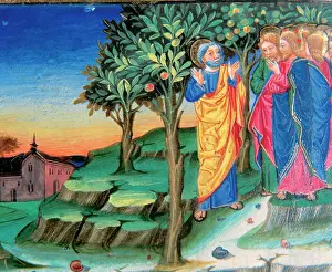 Olive: Jesus goes to Mount of Olives to pray. Codex of Predis (1476