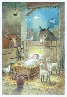 Cooke: Jesus in the manger with lambs, donkey, Nativity Star etc