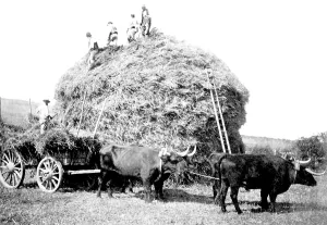 Jevington: Jevington, Building a Cornstack 1888