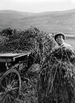 Zoltan: A Jewish farmer in the hay