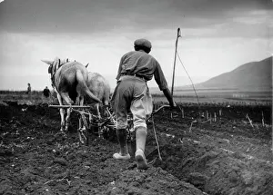 Zoltan: A Jewish farmer plowing the field