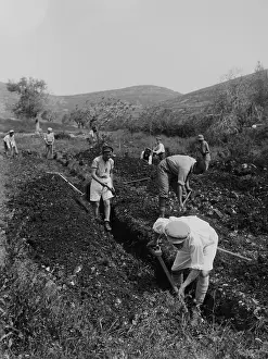 Communes: Jewish immigrants digging a trench as they ?