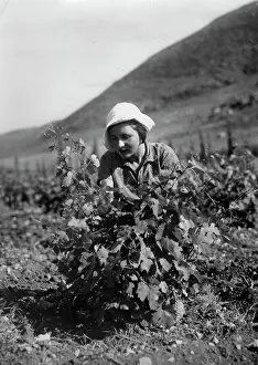 Zoltan: A Jewish peasant woman working in the fields